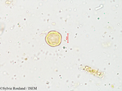 Naravelia zeylanica - lame n° 4006