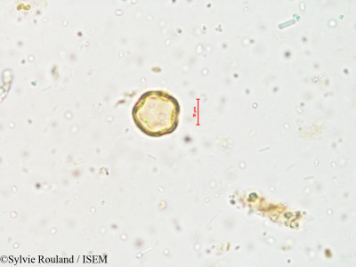 Naravelia zeylanica - lame n° 4006