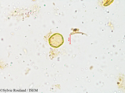 Naravelia zeylanica - lame n° 4006