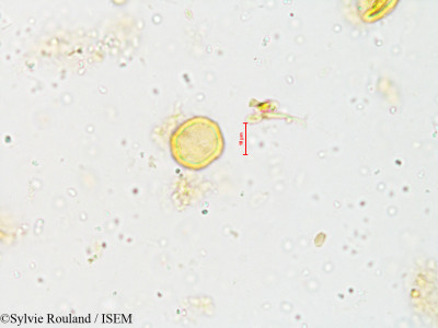 Naravelia zeylanica - lame n° 4006
