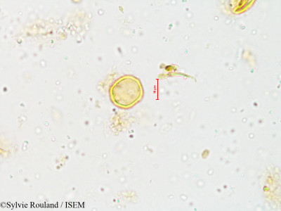 Naravelia zeylanica - lame n° 4006