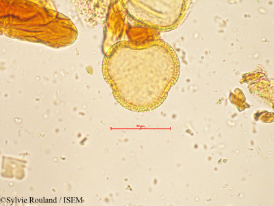 Sylvie.Rouland/Nelumbium_speciosum_4293/Nelumbium_speciosum_4293_0001(copy)_thumb.jpg
