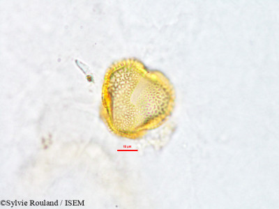 Sylvie.Rouland/Nematostylis_loranthoides_2906/Nematostylis_loranthoides_2906_0001(copy)_thumb.jpg