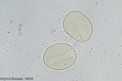 Neodypsis compacta - lame n° 295