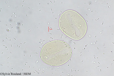 Neodypsis compacta - lame n° 295