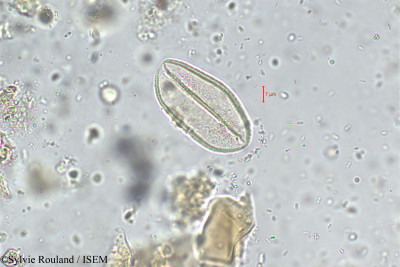 Neodypsis decaryi - lame n° 294