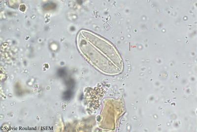 Neodypsis decaryi - lame n° 294
