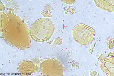 Sylvie.Rouland/Neodypsis_heteromorpha_297/Neodypsis_heteromorpha_297_0001(copy)_thumb.jpg