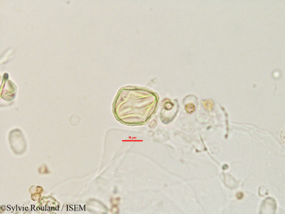 Neoharmsia madagascariensis - lame n° 2759