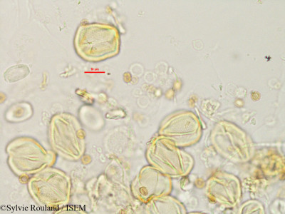 Neoharmsia madagascariensis - lame n° 2759