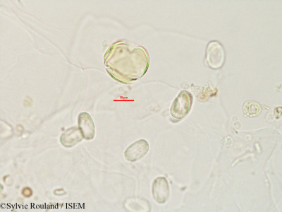 Neoharmsia madagascariensis - lame n° 2759