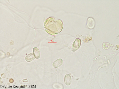 Neoharmsia madagascariensis - lame n° 2759