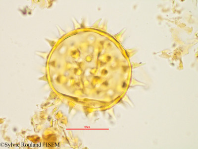 Neohumbertiella decaryi - lame n° 1437