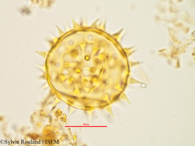 Neohumbertiella decaryi - lame n° 1437