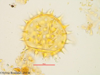 Neohumbertiella decaryi - lame n° 1437