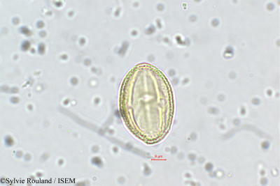 Sylvie.Rouland/Neopeltandra_suberosa_5635/Neopeltandra_suberosa_5635_0001(copy)_thumb.jpg