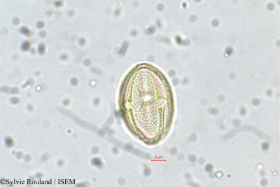 Neopeltandra suberosa - lame n° 5635