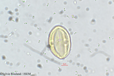 Neopeltandra suberosa - lame n° 5635