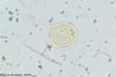 Neopeltandra suberosa - lame n° 5635