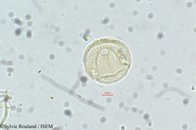 Neopeltandra suberosa - lame n° 5635