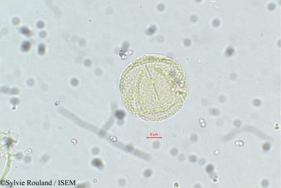 Neopeltandra suberosa - lame n° 5635