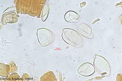 Sylvie.Rouland/Neophloga_affinis_312/Neophloga_affinis_312_0001(copy)_thumb.jpg