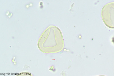 Sylvie.Rouland/Neophloga_concinna_329/Neophloga_concinna_329_0001(copy)_thumb.jpg