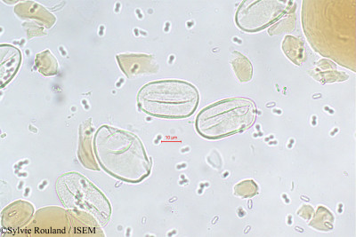 Sylvie.Rouland/Neophloga_humbertii_313/Neophloga_humbertii_313_0001(copy)_thumb.jpg
