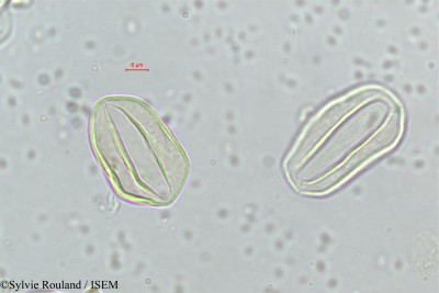 Sylvie.Rouland/Neophloga_integra_311/Neophloga_integra_311_0001(copy)_thumb.jpg