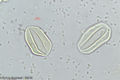 Neophloga integra - lame n° 311