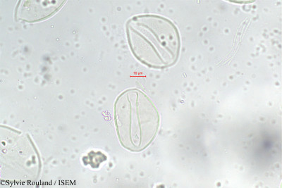 Sylvie.Rouland/Neophloga_linearis_315/Neophloga_linearis_315_0001(copy)_thumb.jpg