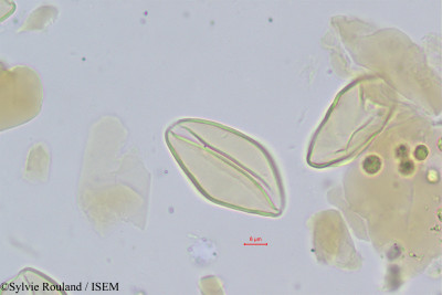 Sylvie.Rouland/Neophloga_linearis_331/Neophloga_linearis_331_0001(copy)_thumb.jpg