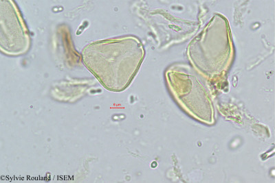 Sylvie.Rouland/Neophloga_littoralis_323/Neophloga_littoralis_323_0001(copy)_thumb.jpg