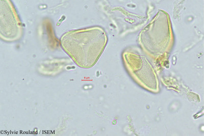 Neophloga littoralis - lame n° 323