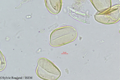 Neophloga littoralis - lame n° 323