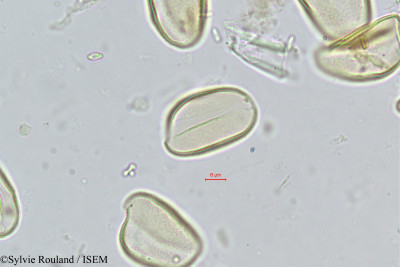 Neophloga littoralis - lame n° 323