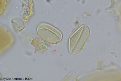 Sylvie.Rouland/Neophloga_majorana_325/Neophloga_majorana_325_0001(copy)_thumb.jpg