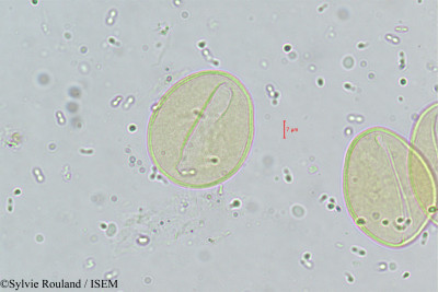 Sylvie.Rouland/Neophloga_rhodotricha_302/Neophloga_rhodotricha_302_0001(copy)_thumb.jpg