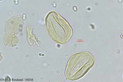 Sylvie.Rouland/Neophloga_simianensis_318/Neophloga_simianensis_318_0001(copy)_thumb.jpg