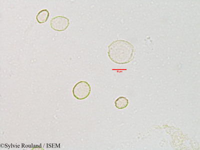 Sylvie.Rouland/Neopilea_tsaratananensis_3111/Neopilea_tsaratananensis_3111_0001(copy)_thumb.jpg