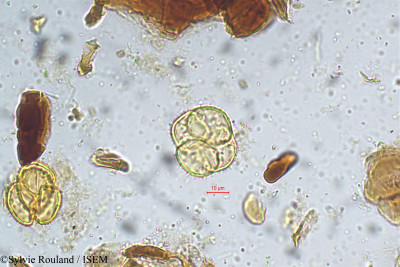 Sylvie.Rouland/Nepenthes_distillatoria_5388/Nepenthes_distillatoria_5388_0001(copy)_thumb.jpg