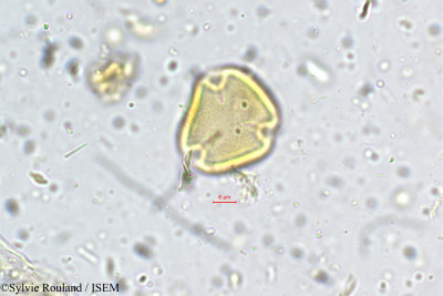 Sylvie.Rouland/Nephelium_longana_5342/Nephelium_longana_5342_0001(copy)_thumb.jpg