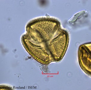 Neptunia oleracea - lame n° 2144