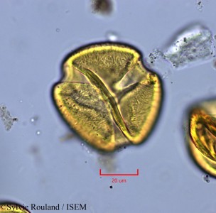 Neptunia oleracea - lame n° 2144