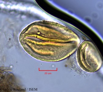 Neptunia oleracea - lame n° 2144