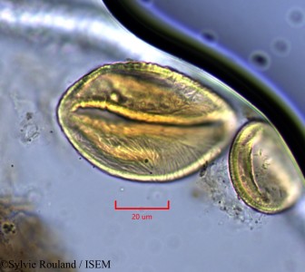 Neptunia oleracea - lame n° 2144