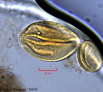 Neptunia oleracea - lame n° 2144