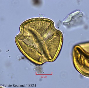 Neptunia oleracea - lame n° 2144