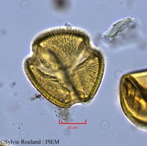 Neptunia oleracea - lame n° 2144