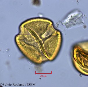 Neptunia oleracea - lame n° 2144